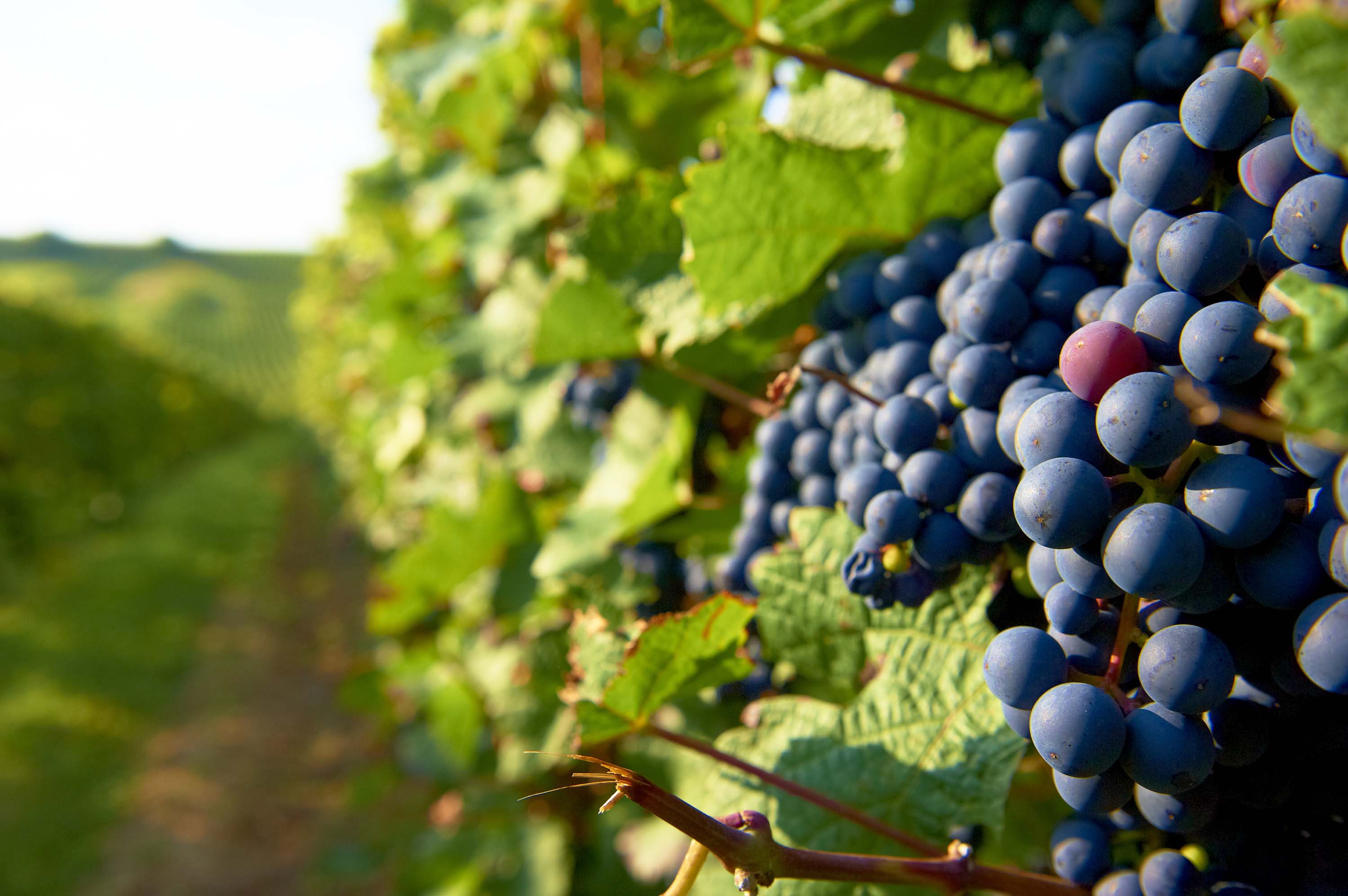 Rebsorten Rheinhessen Rote Rebsorten